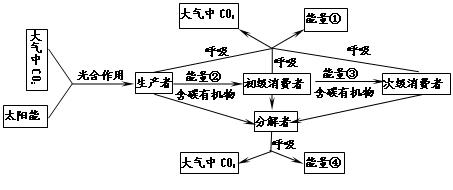 (08黄冈中学二模)分析以下生态系统的能量流动和物质循环的关系简图