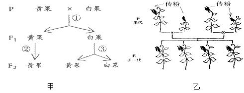 南瓜果实的黄色和白色是由一对等位基因(a和a)控制的,用一株黄色果实