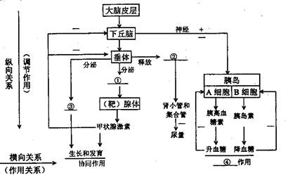 下图是人体激素的分泌调节与相关激素间的作用图解,看图回答下列问题