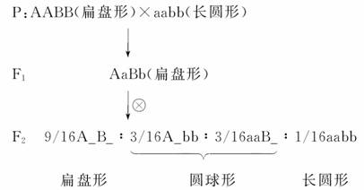 南瓜的遗传符合孟德尔遗传规律,请分析回答以下问题