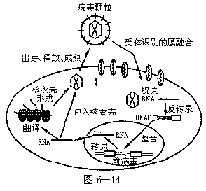 据图回答:(提示:艾滋病病毒是 一种球形病毒,外有蛋白质组成的外壳,内