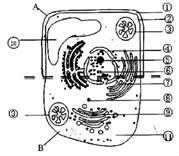 下图为真核细胞示意图,据图回答下列问题