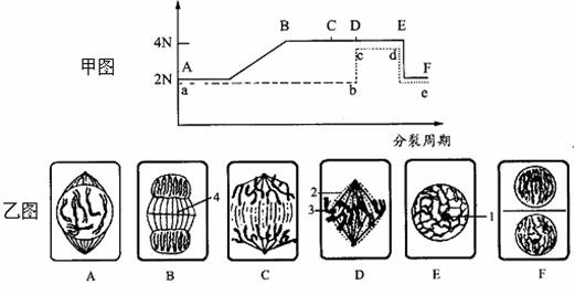 下图是某植物细胞有丝分裂一个细胞周期中若干曲线变化图(甲图)和表示