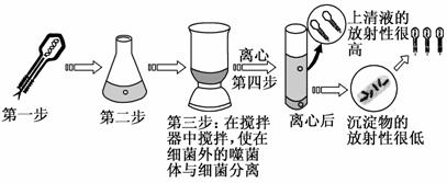 下面介绍的是dna研究的科学实验:1952年,赫尔希和蔡斯利用同位素标记