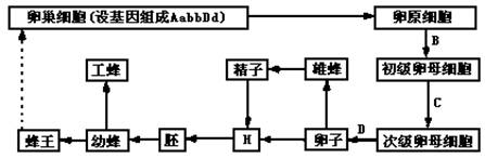 蜜蜂的生殖和发育过程示意图如下