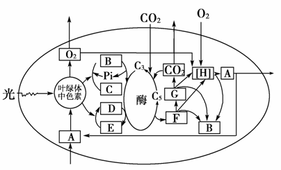 下图表示在光照条件下,小麦叶肉细胞内发生的生理过程.请回答