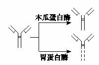 如图表示木瓜蛋白酶和胃蛋白酶对抗体的消化作用,根据图示实验结果