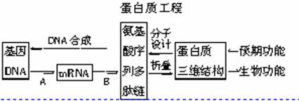 蛋白质工程是新崛起的一项生物工程,又称第二代基因.