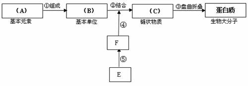 完成有关"蛋白质形成过程"的概念图,并回答