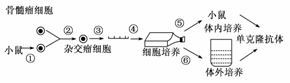 下图是单克隆抗体制备过程示意图.据图回答问题