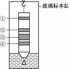 如图是纸层析分离叶绿体中色素的装置图,层析后得到不同的色素带,在