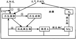 右图表示某池塘生态系统的部分碳循环, 氮循环,请据图