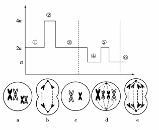 如下图曲线表示某生物(2n=4)的体细胞分裂过程及精子