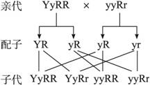 yyrr的基因型个体与yyrr的基因型个体相交(两对基因独立遗传),其子代