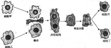 以下是动物细胞融合过程的图解