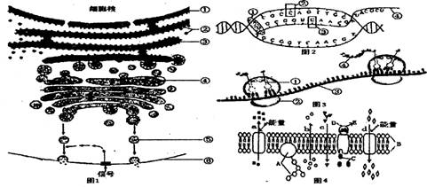 图1一l是与细胞内合成和分泌某些蛋白质有关的结构和生理过程示意图
